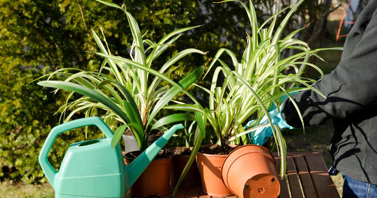 spider-plant-watering.png