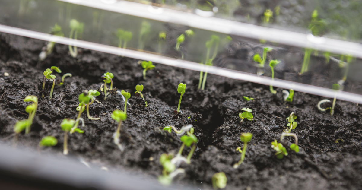 Best Practices for Seed Starting Indoors.png