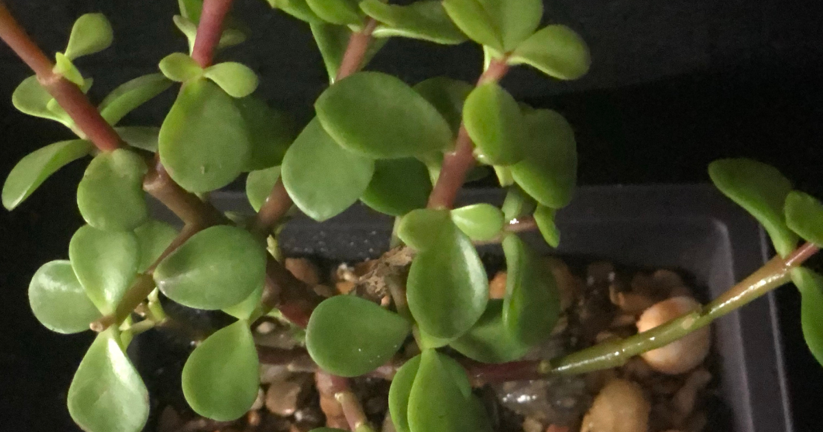 Dwarf Jade Plant.png