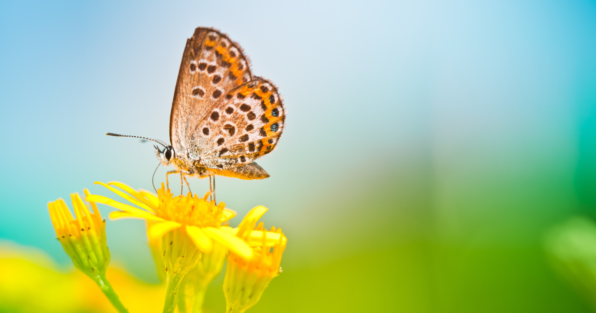 Pollinator Plants.png