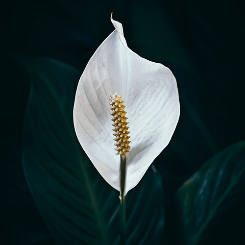White Peace Lilies.jpeg