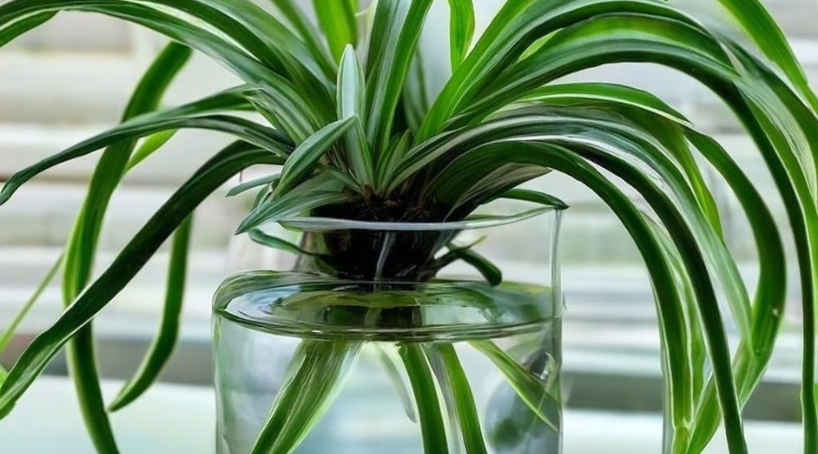 how-to-propagate-spider-plant-in-water.png