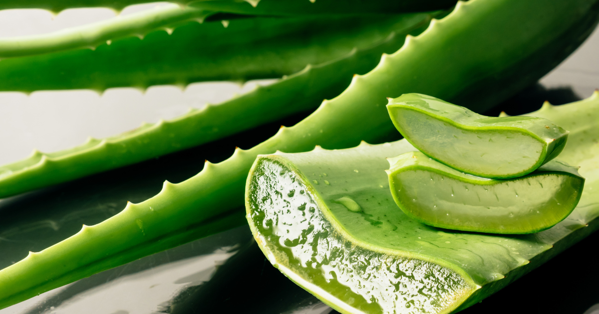 Propagating Aloe Vera.png