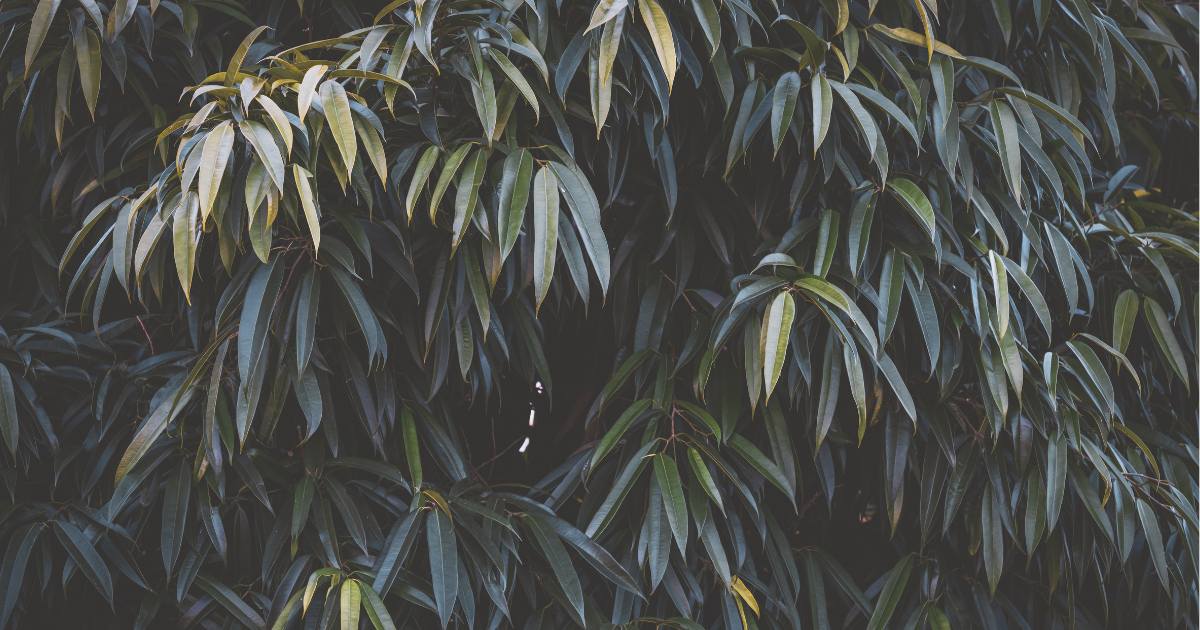 Ficus Alii .png