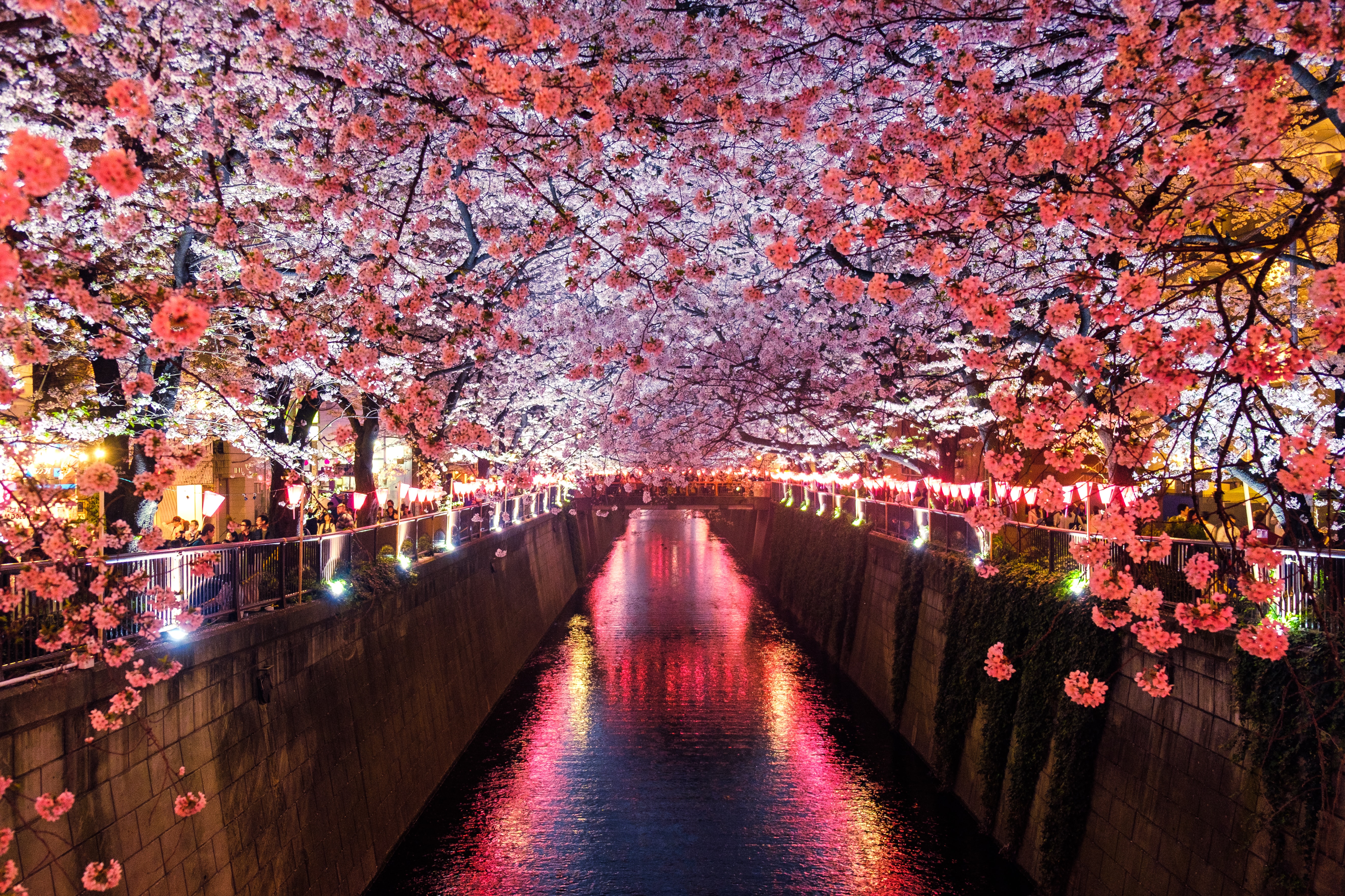 Cherry Blossom Season