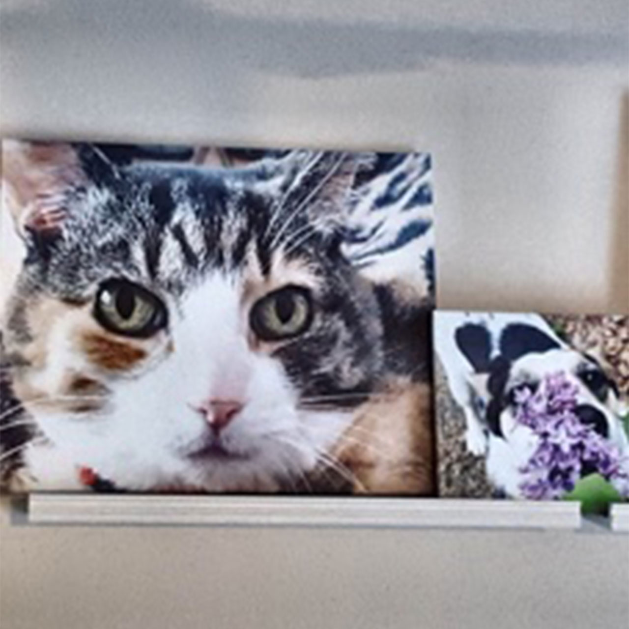 Portrait of a cat printed on a stretched canvas