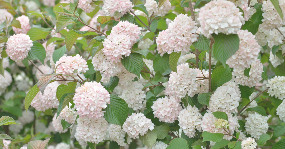 Viburnum.png