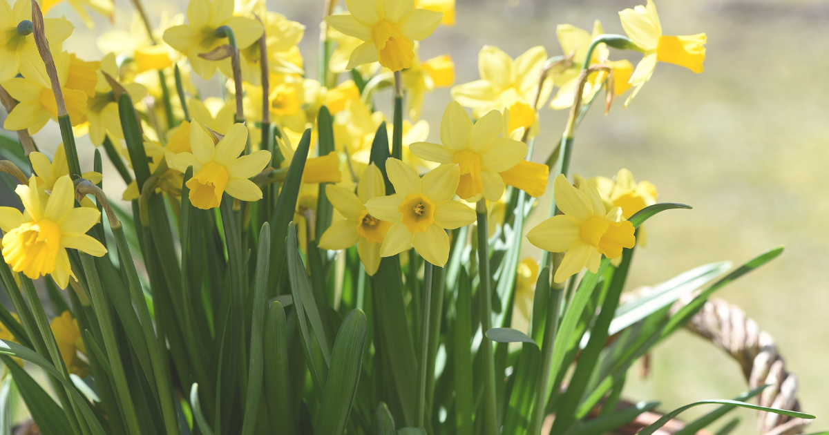 Daffodils.png