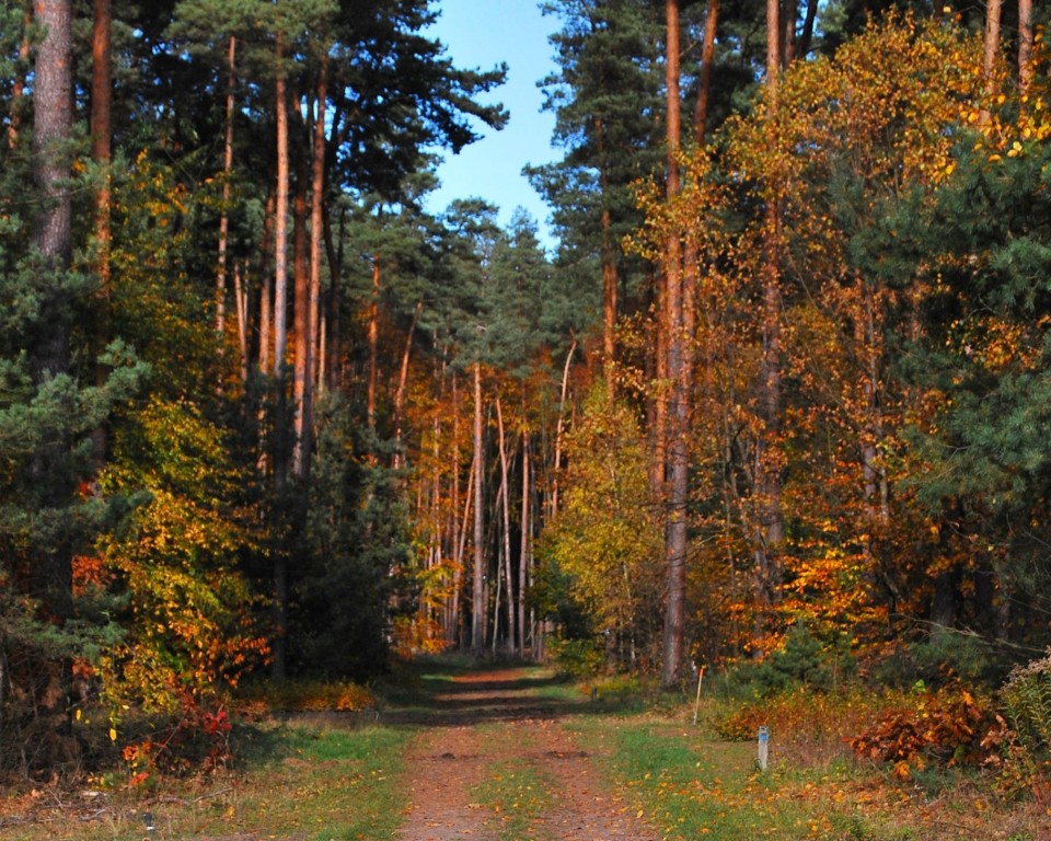 Zajęcia w szkółce leśnej | Jesienny, kolorowy las mieszany, środkiem którego biegnie fragment leśnej drogi. Między koronami drzew widoczne błękitne niebo..JPG