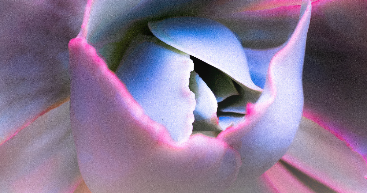 Echeveria -Afterglow-.png