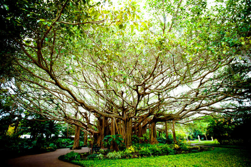 Cypress Gardens.