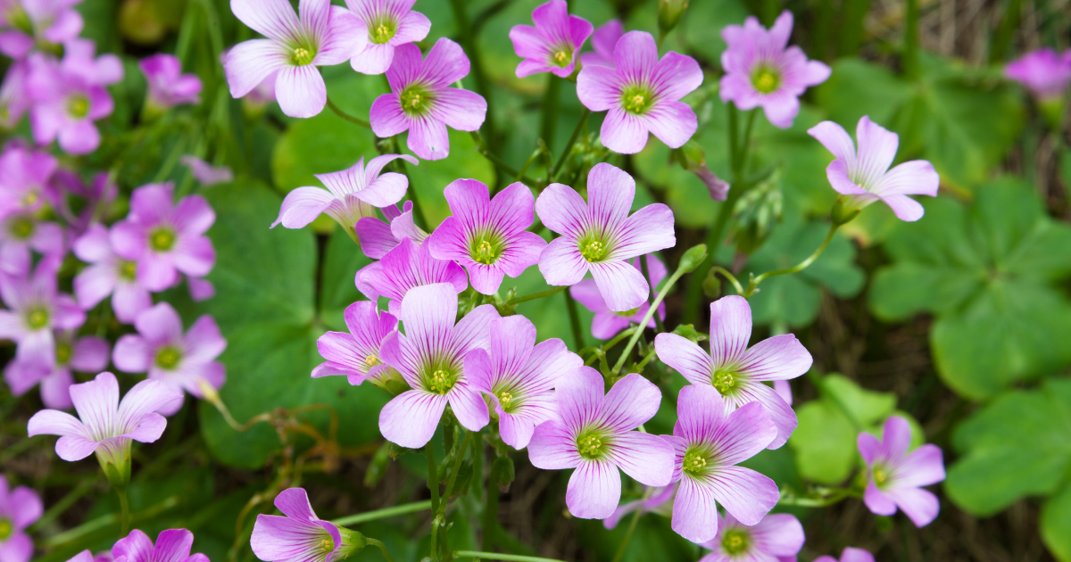 Oxalis Planting (1).png