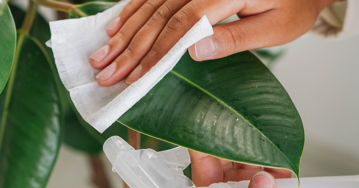 cleaning plant leaves.png