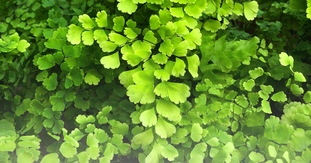 Maidenhair Fern.png