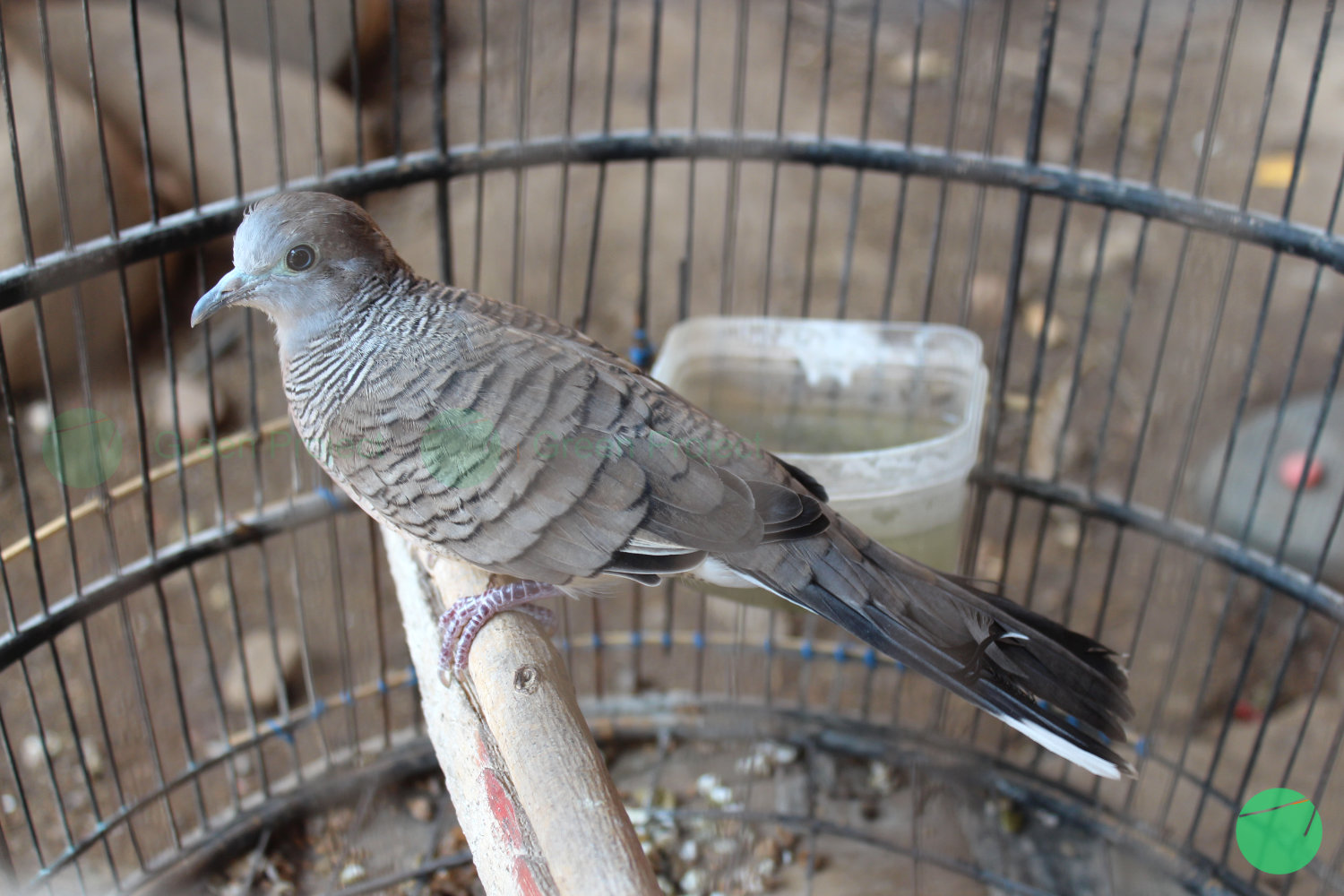 burung perkutut - zebra dove - 1.jpg
