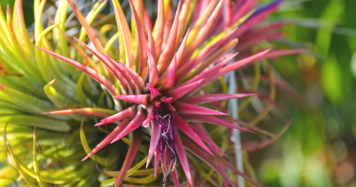 Tillandsias.png