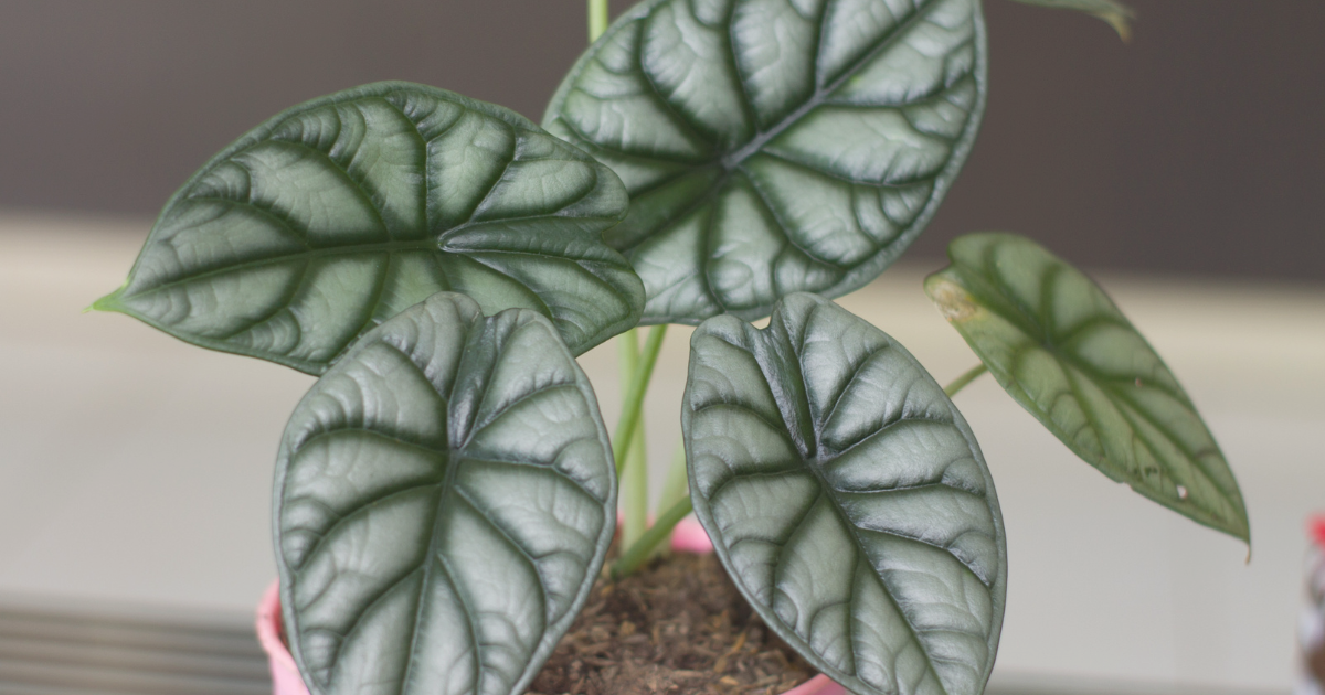 Alocasia Silver Dragon.png