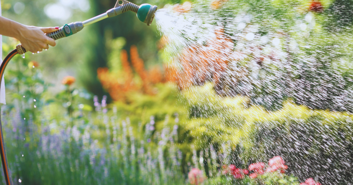Effective Summer Watering Tips.png