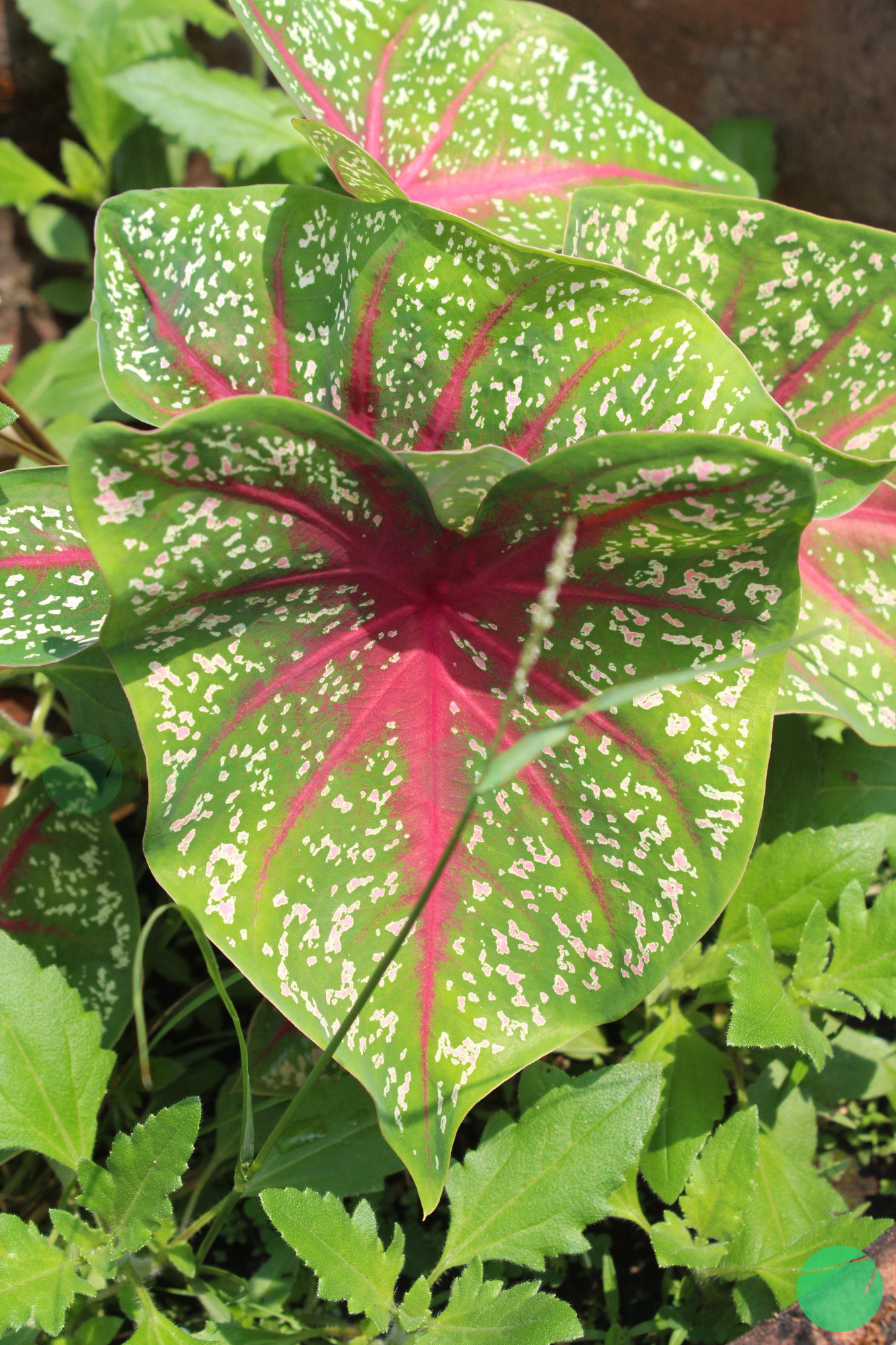 keladi red star - Caladium bicolor  - 2.jpg