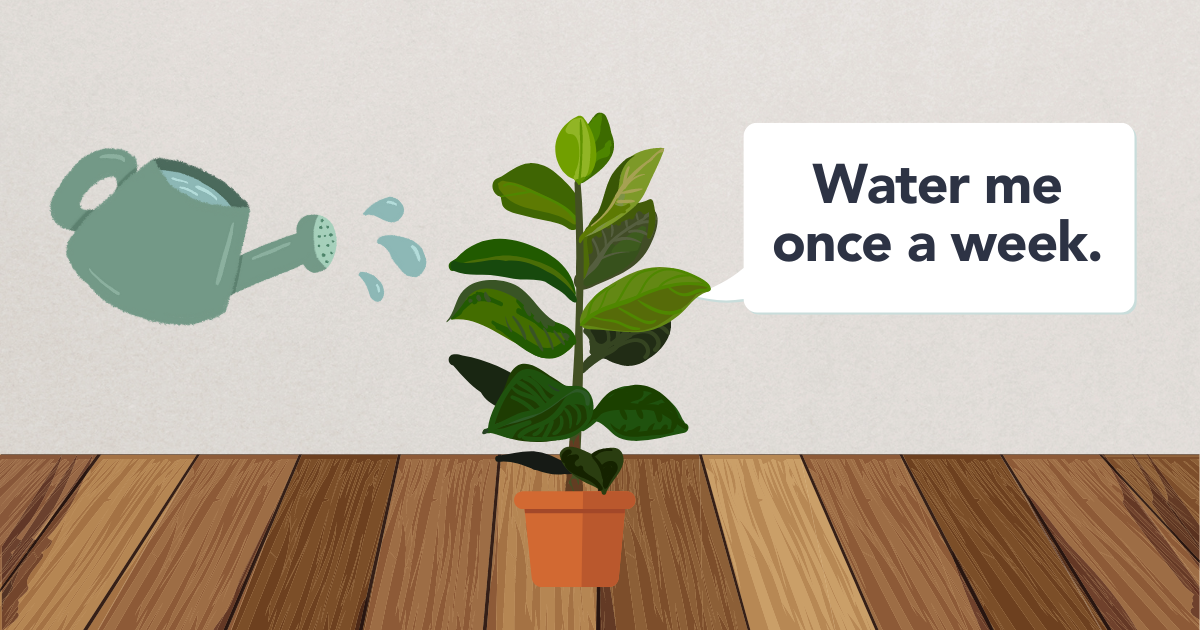 Watering Rubber Plant.png