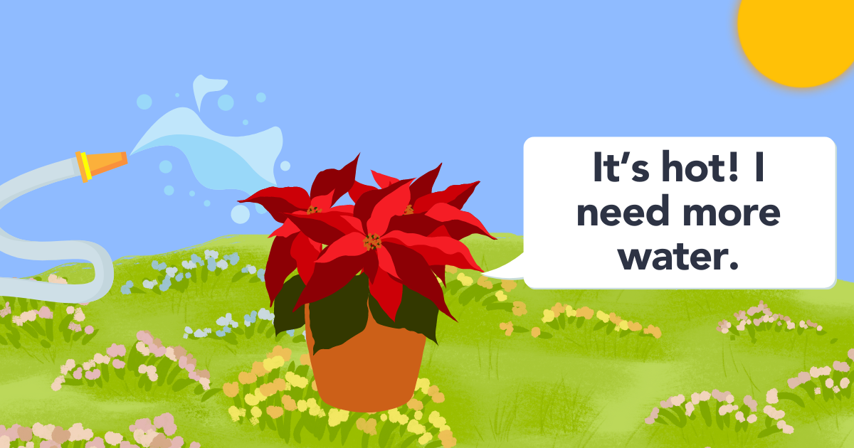 watering poinsettia in summer.png