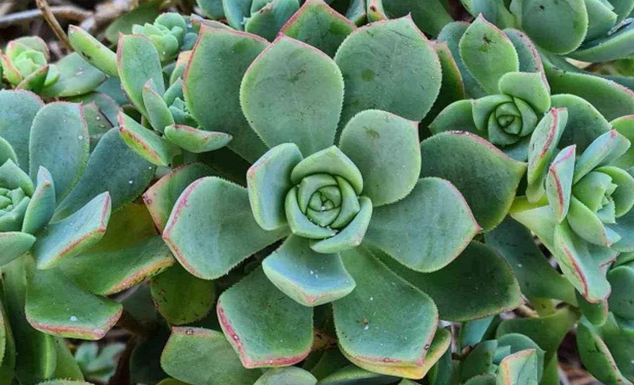 aeonium-pinwheel--edited-1654825548190.webp