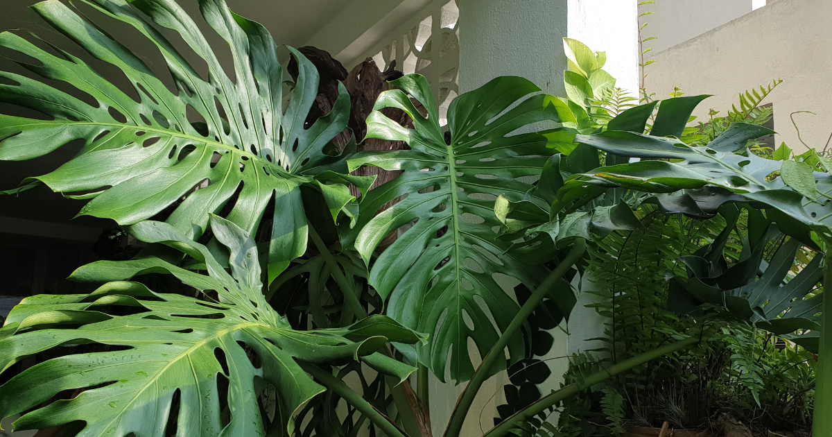 Monstera Deliciosa Light.png