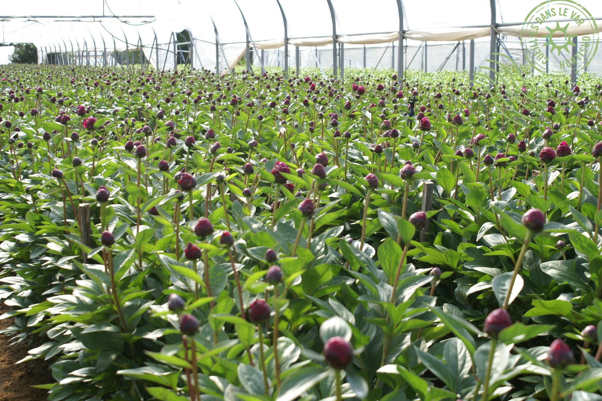 Des pivoines, produites dans une exploitation du Var, disposant de la marque ‘Fleurs de France’   - © photo Hortisud