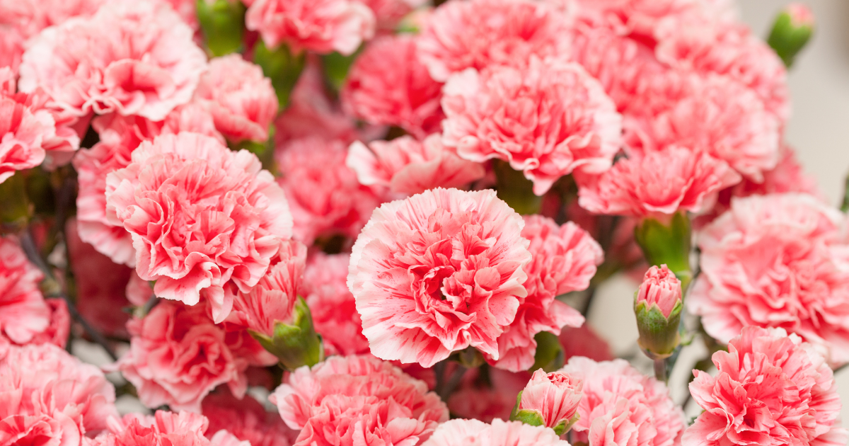 Carnations (1).png