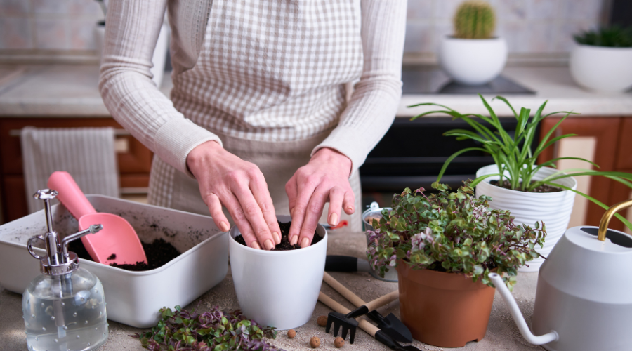 snake-plant-propagation.png