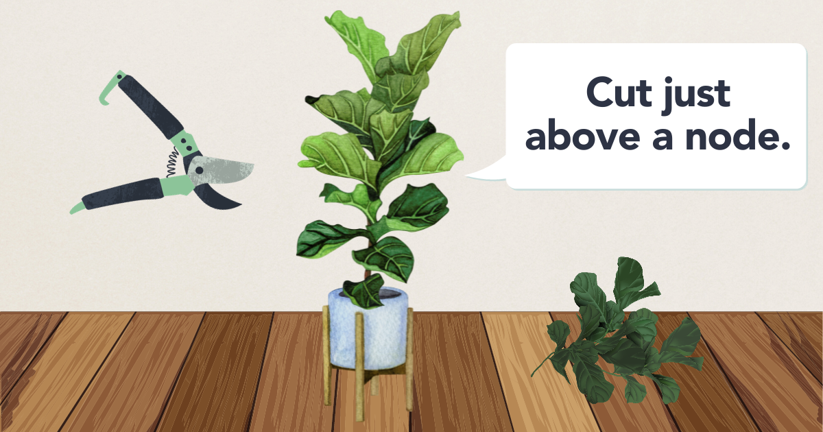 pruning fiddle leaf fig.png