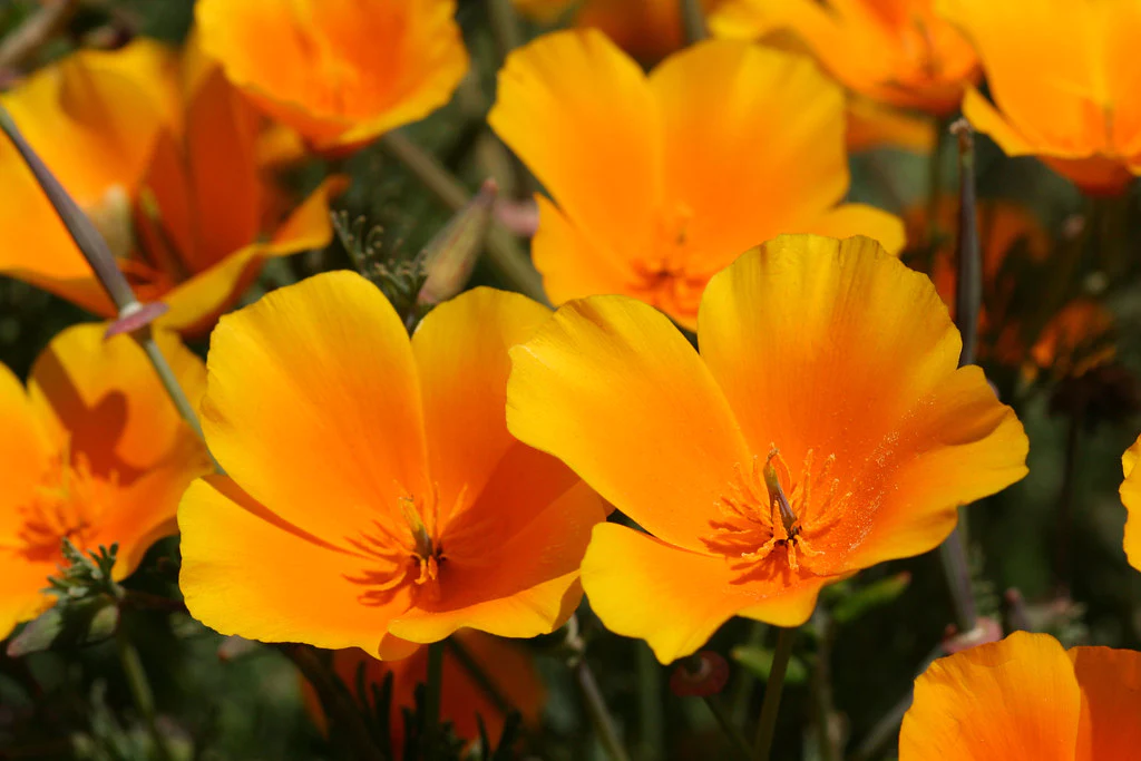 california-poppy-1655778570709.png