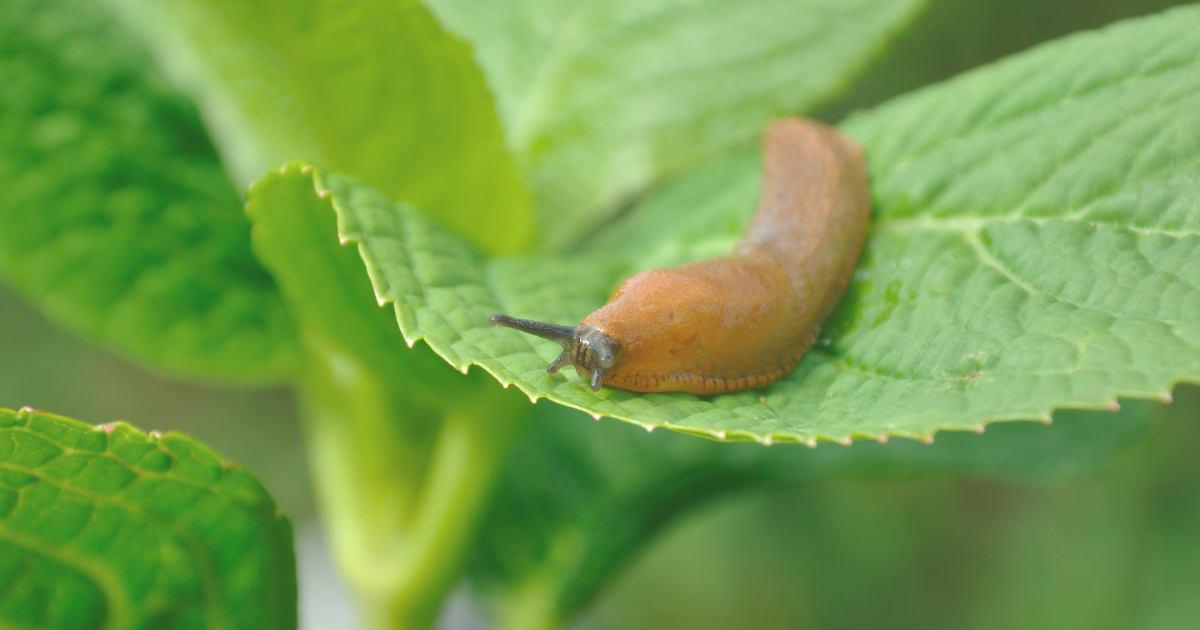 Slugs on plants (1).png