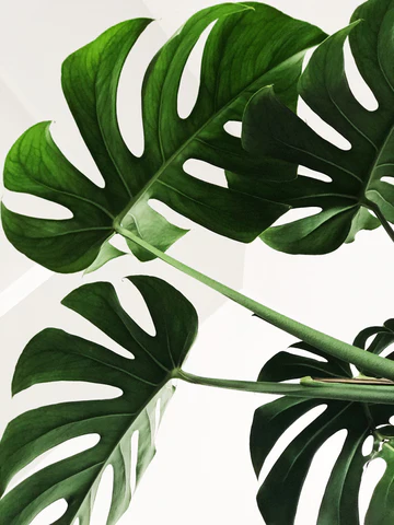 chris-lee-70l1tDAI6rM-unsplash_480x480.webp chris-lee-70l1tDAI6rM-unsplash_480x480.webp