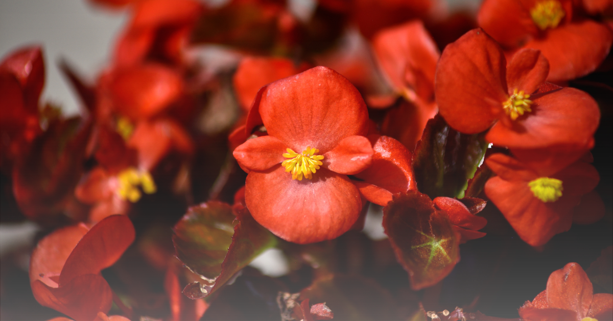 Begonia -Cocktail Vodka-.png