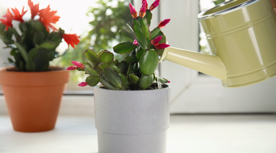 how-often-to-water-christmas-cactus.png