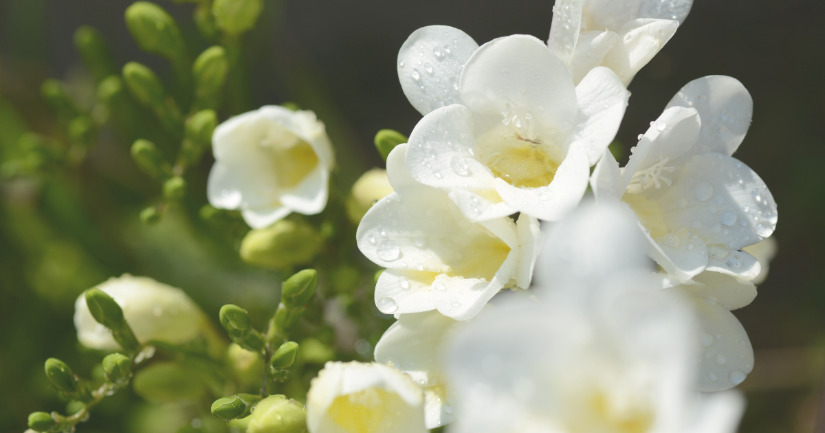 Freesias.png