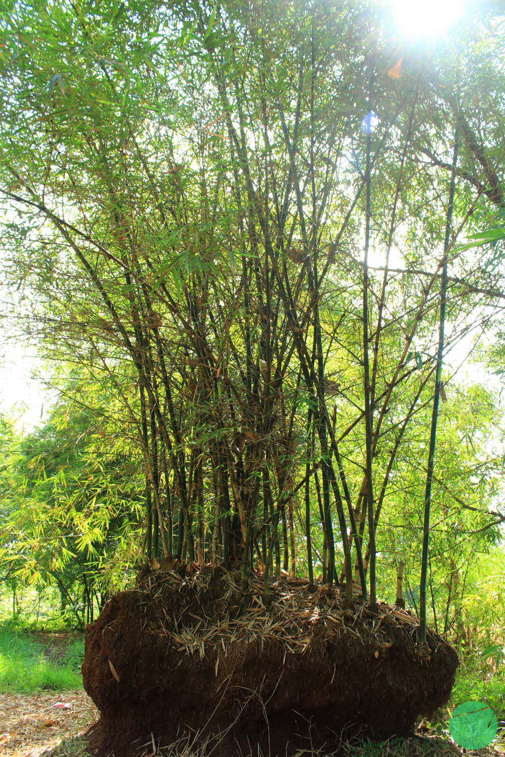 bambu - 3.jpg