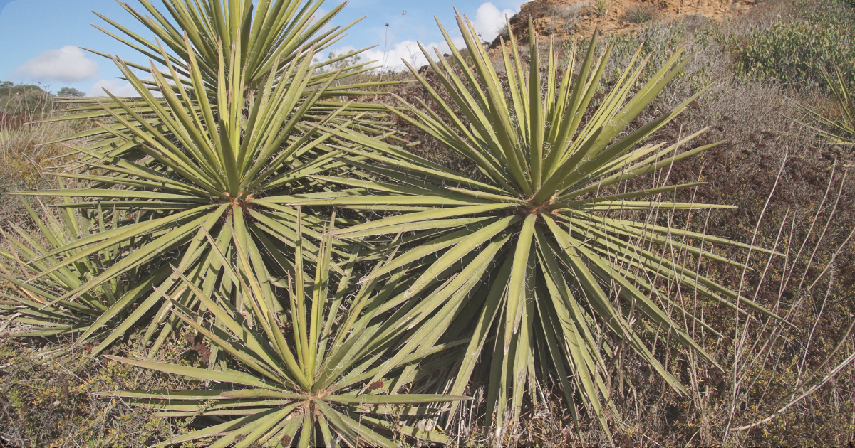 yucca whipplei.png