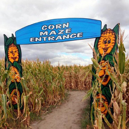 Corn Maze.jpeg