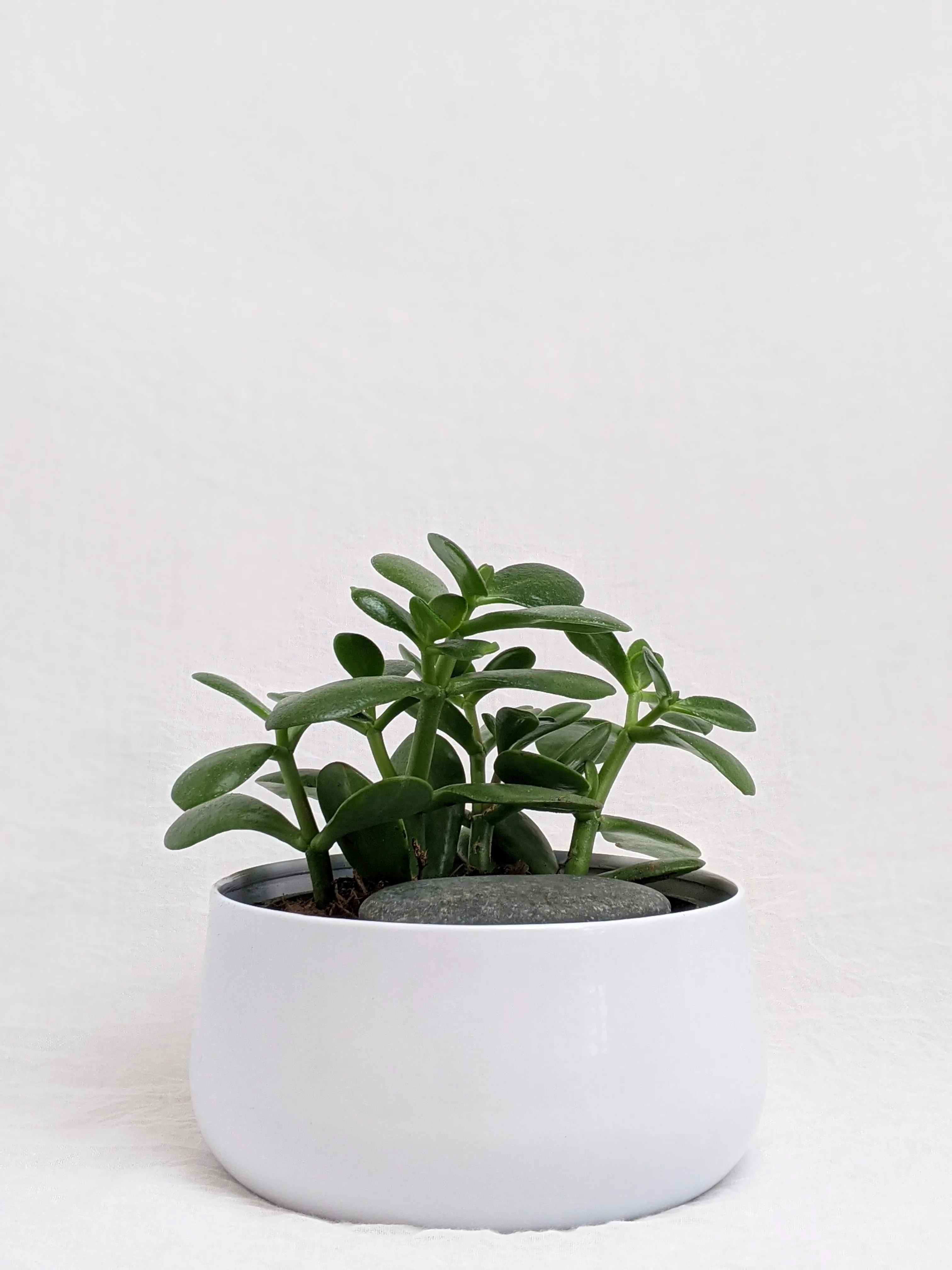 jade plant.webp