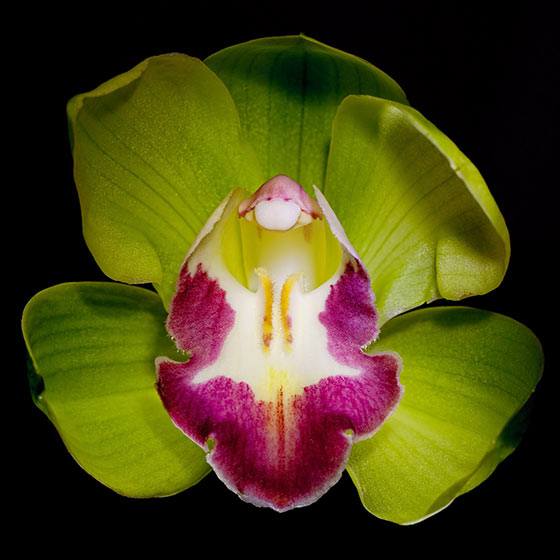 Shenzen Nongke Orchid.jpg