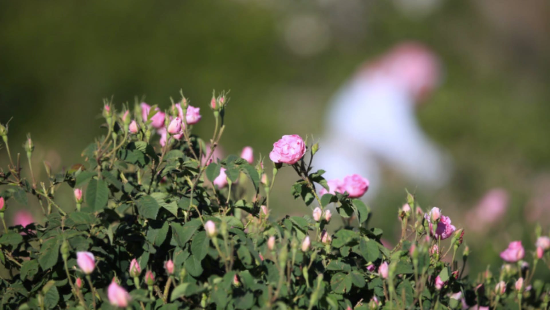 roses-of-taif.jpg