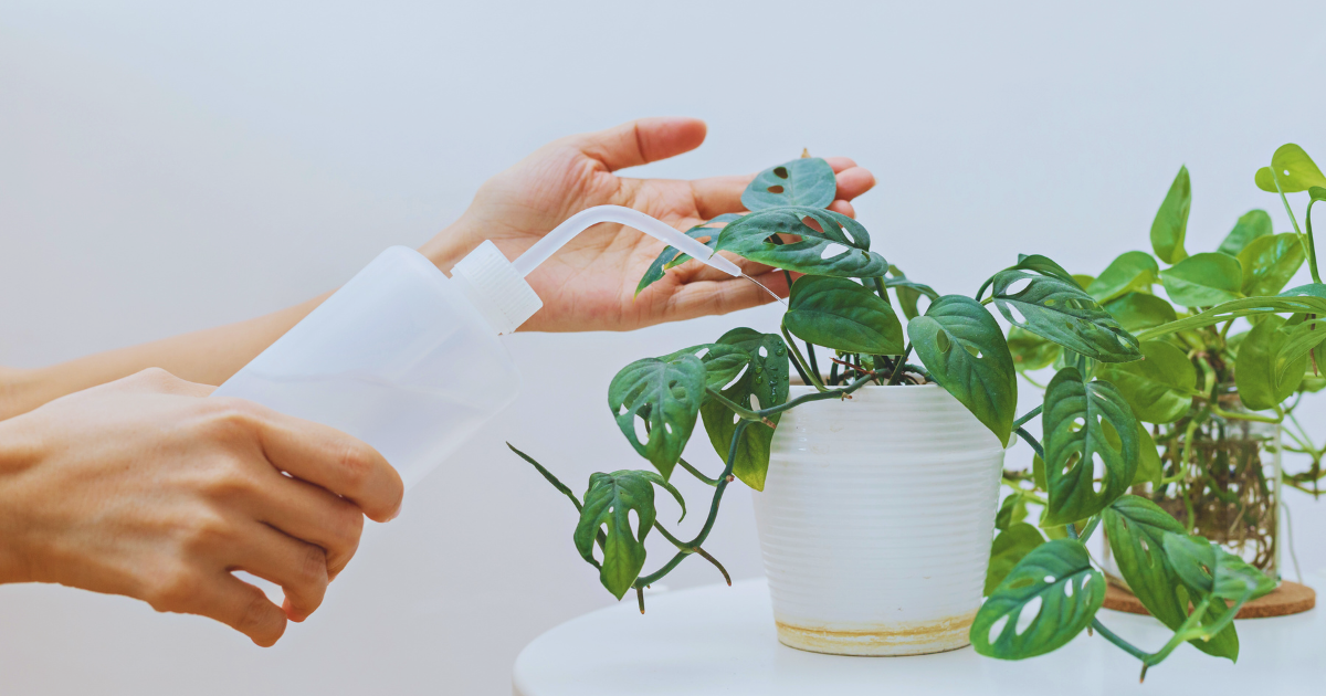 Aftercare for Repotted Plants.png