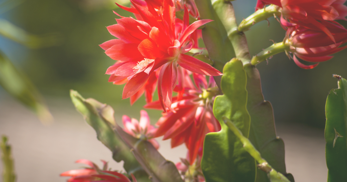 Easter Cactus Sunlight.png