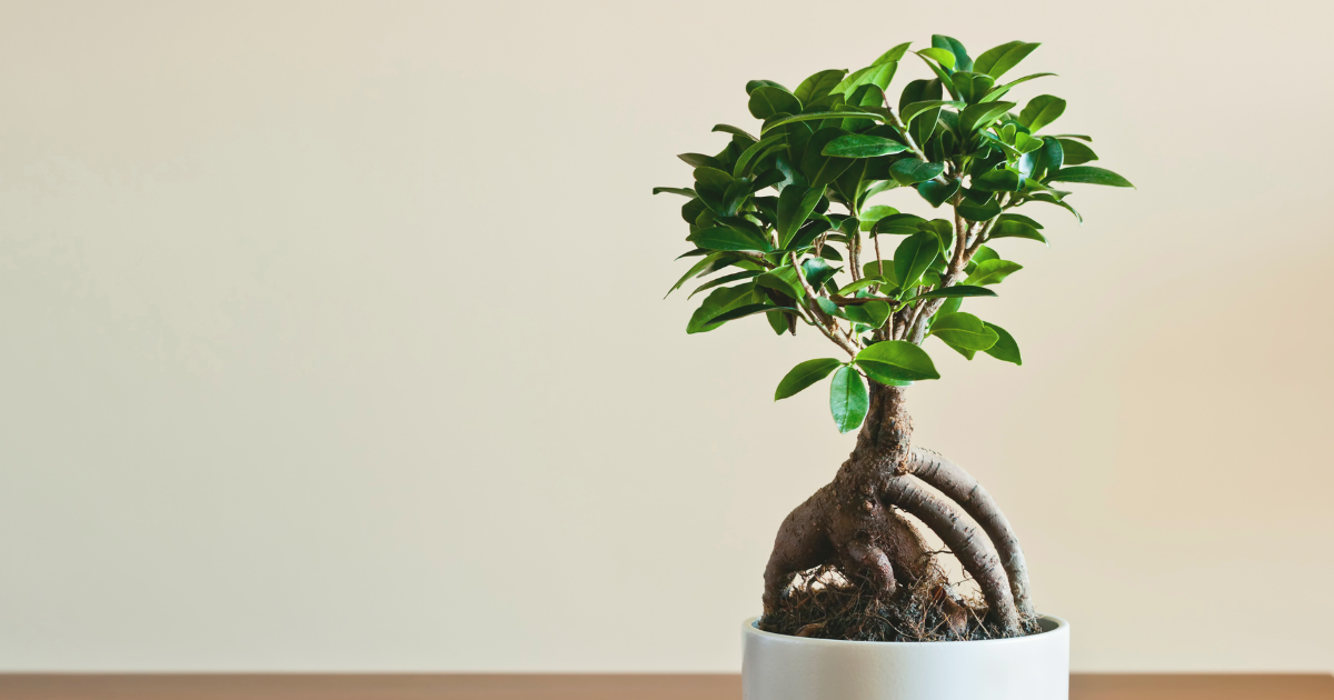 Ficus Ginseng.png