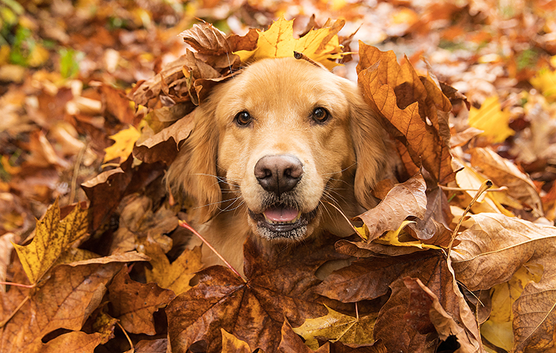 hund_herbst_788x500.jpg