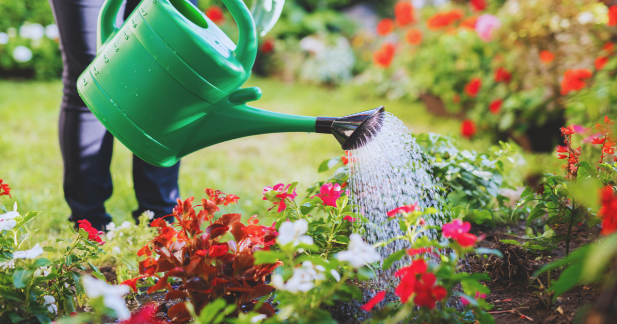 Effective Watering Strategies.png
