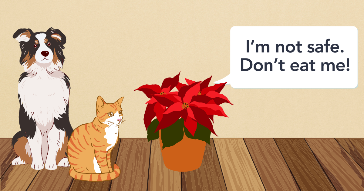 mild toxic poinsettia.png