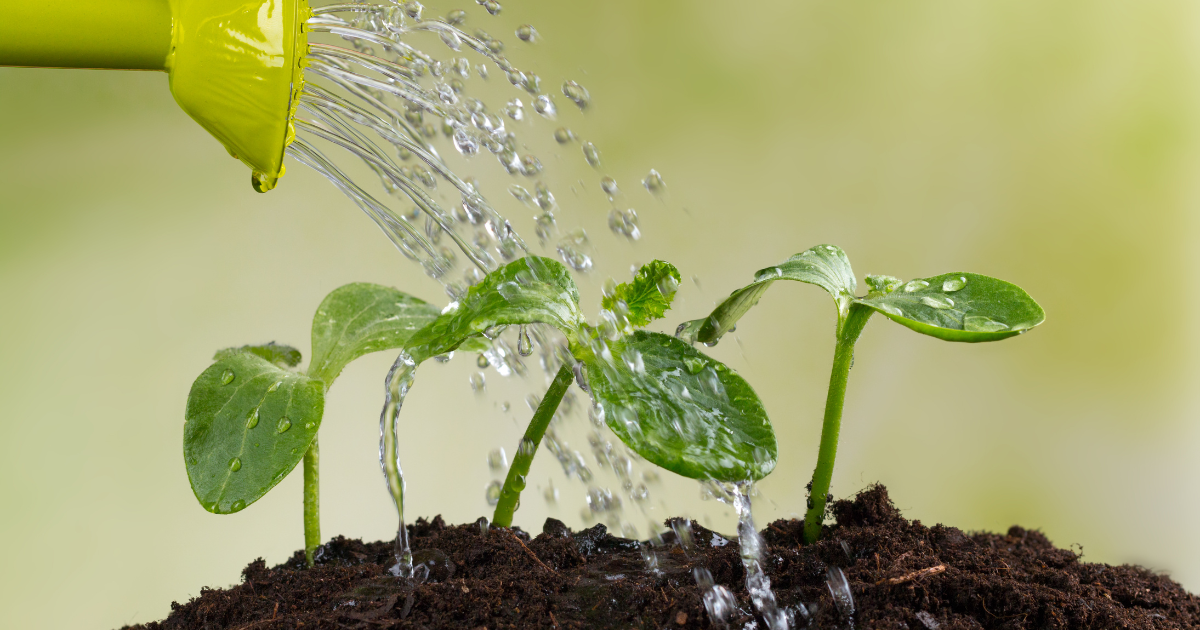 Spring Plant watering.png